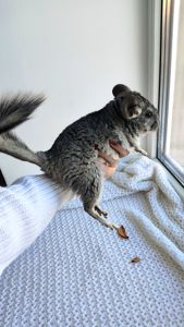 Шиншила дівчинка 3 місяці