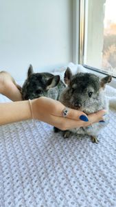 Шиншила дівчинка 3 місяці