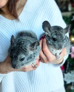 Шиншила дівчинка 3 місяці