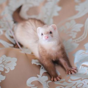 Хорьки, фретки. Тхорики