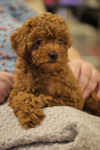 Непереможний