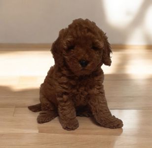 VIP мужчина! Красавец!