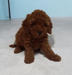 VIP мужчина! Красавец!