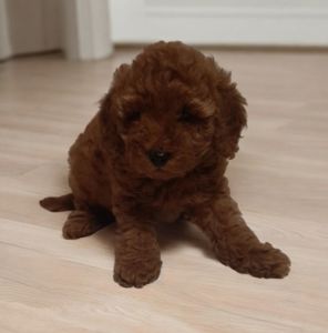 VIP мужчина! Красавец!