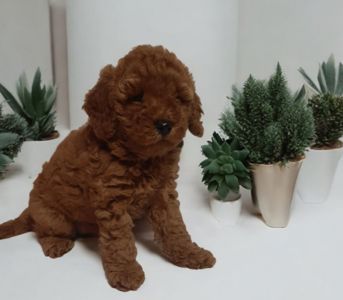 VIP хлопчик! Темний Red!