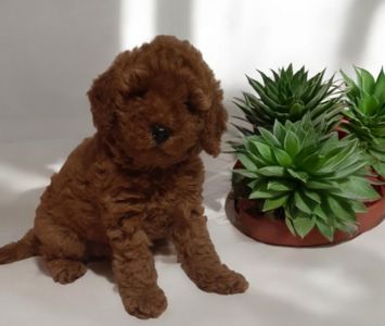 VIP хлопчик! Темний Red!