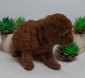 VIP хлопчик! Темний Red!