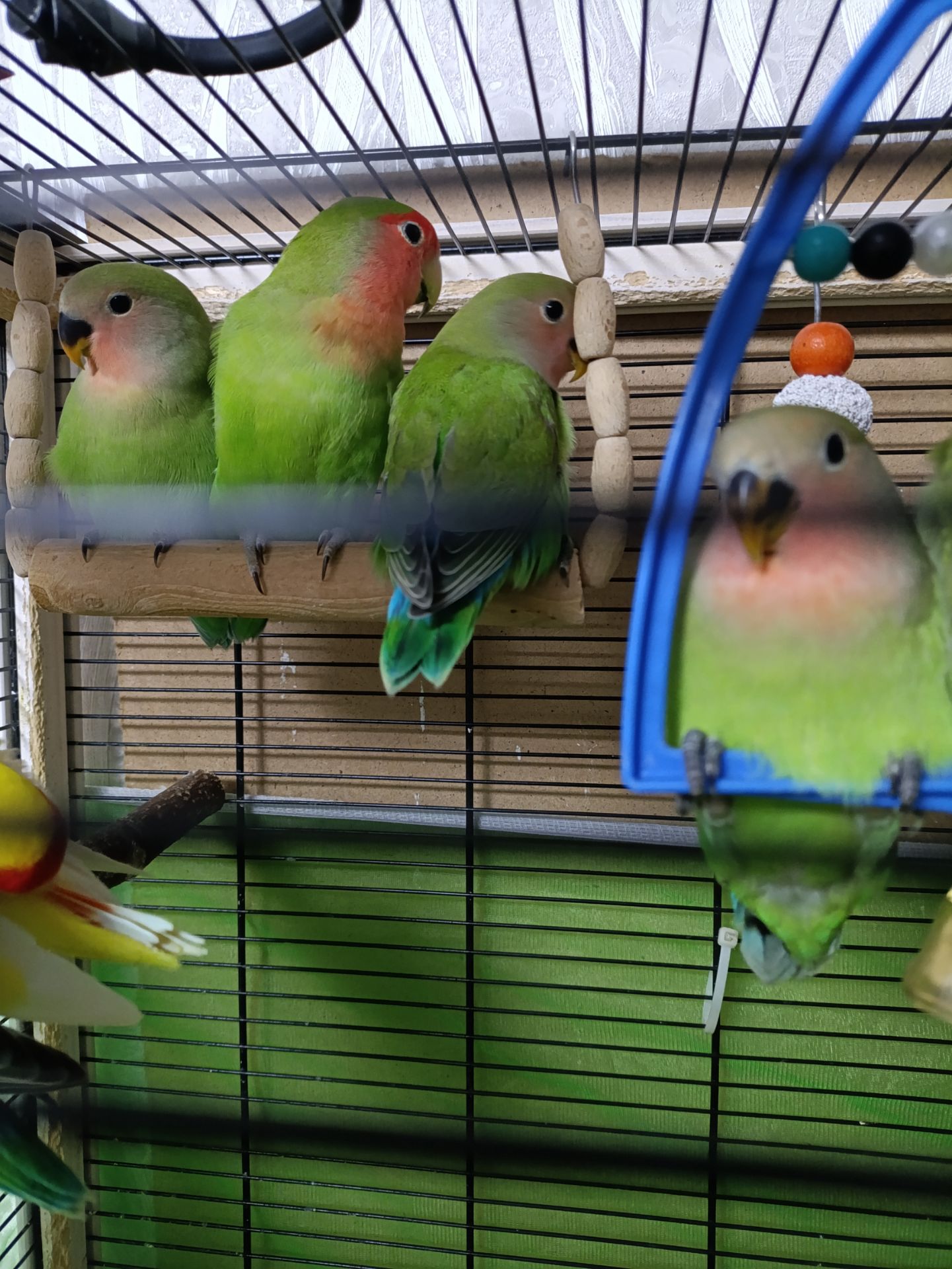 Папуги нерозлучники