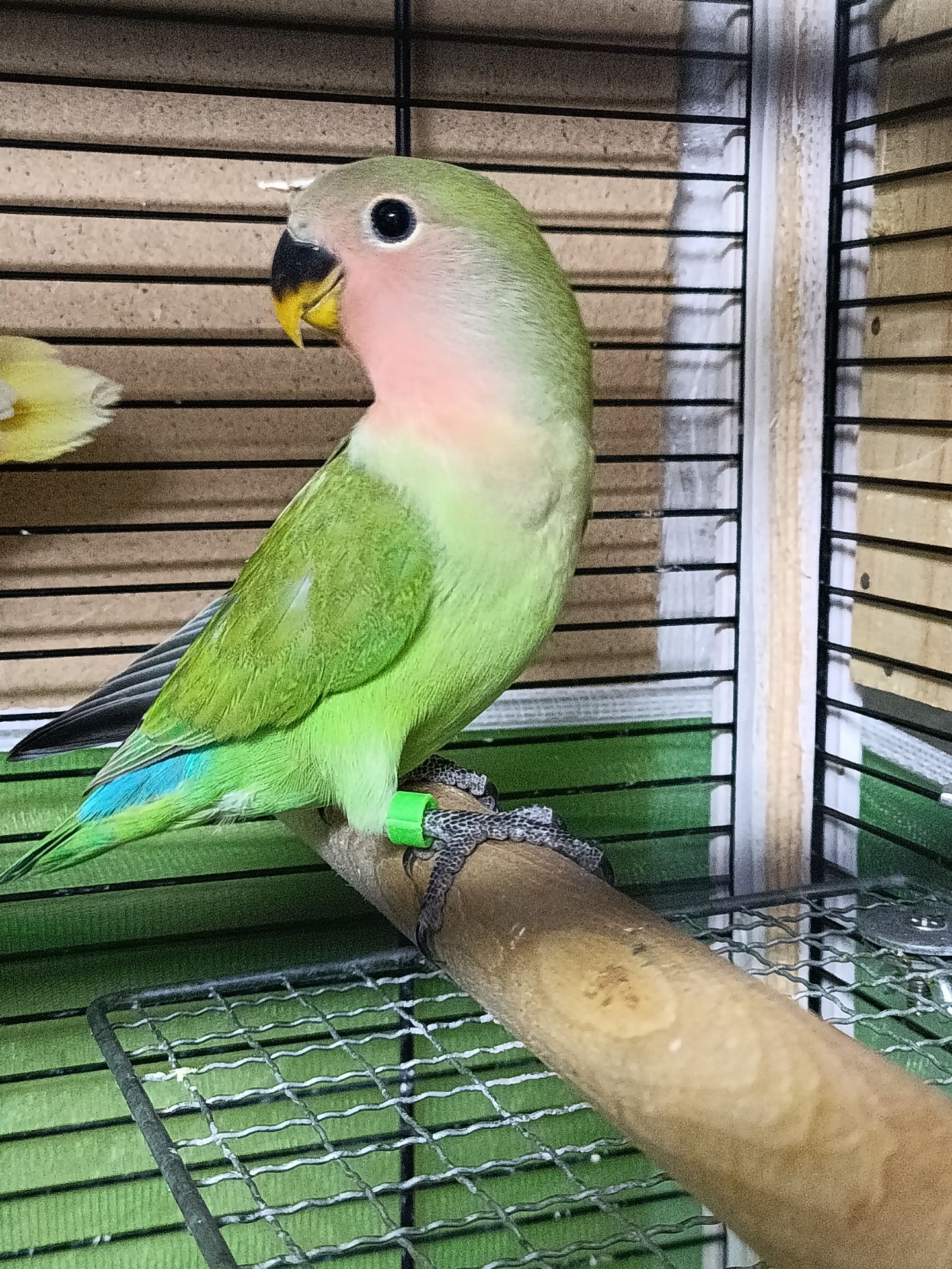 Папуги нерозлучники