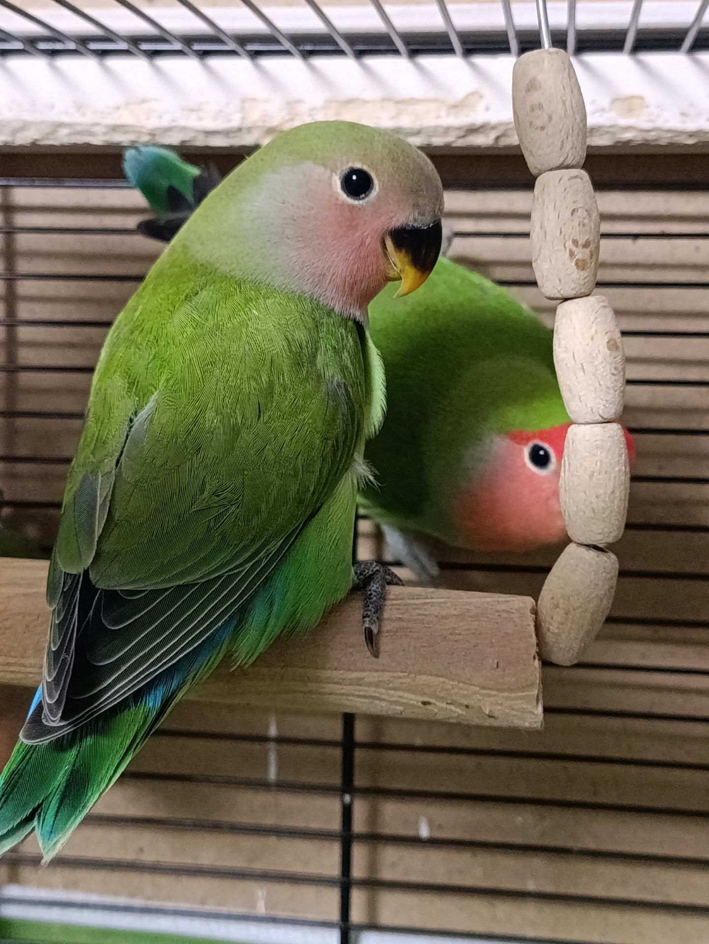 Папуги нерозлучники