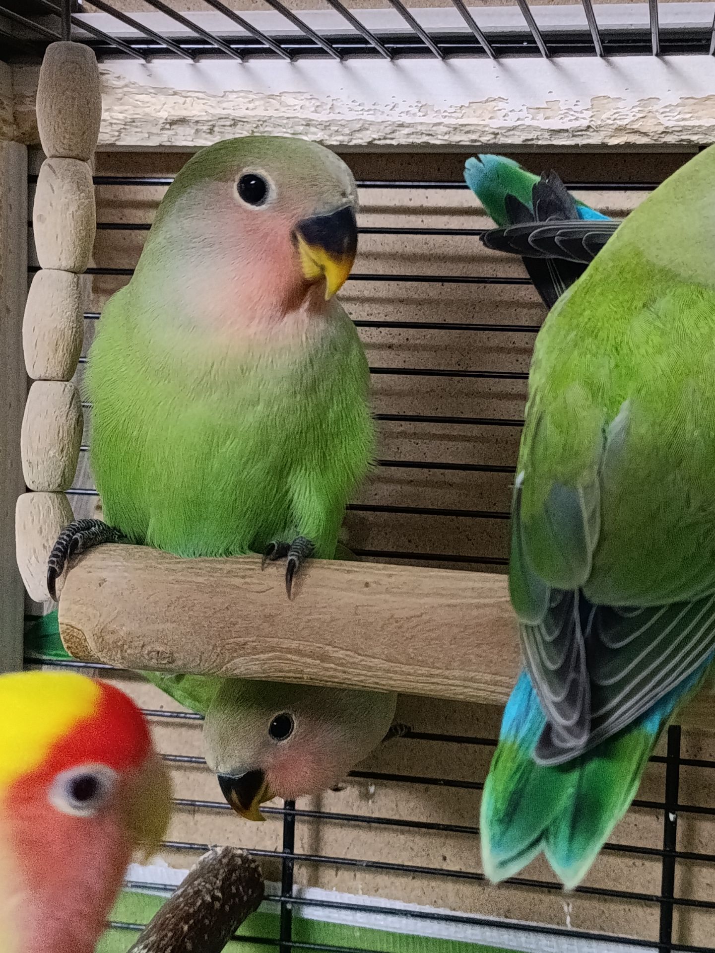 Папуги нерозлучники