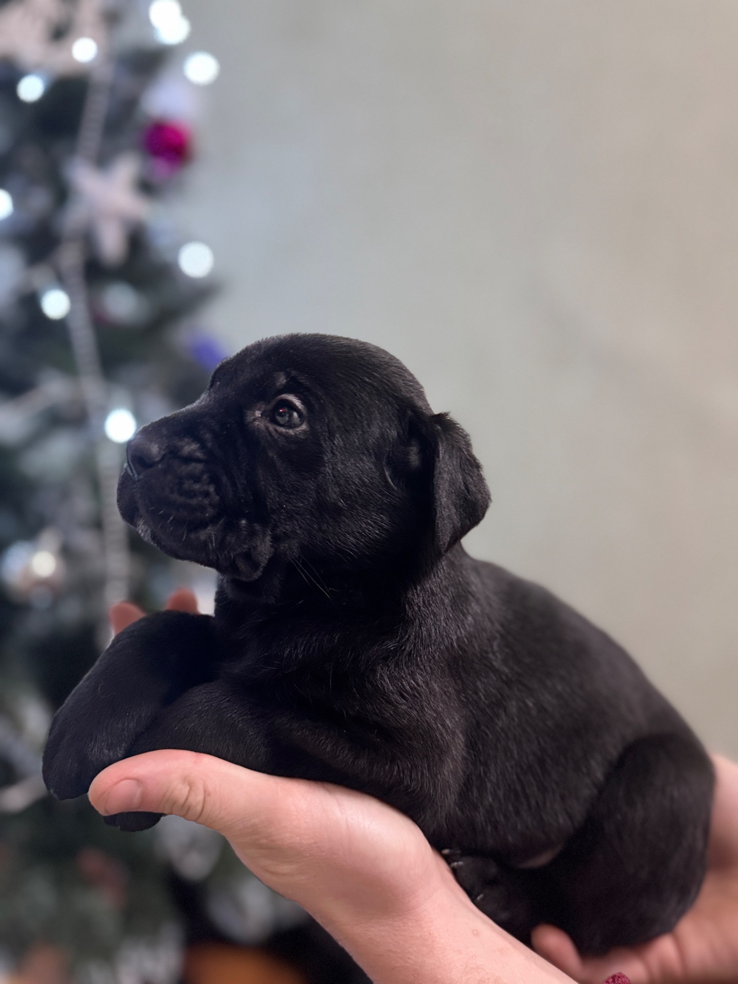 Цуценята кане-корсо