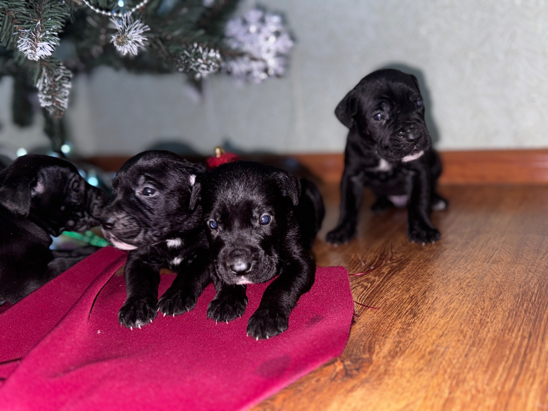 Цуценята кане-корсо