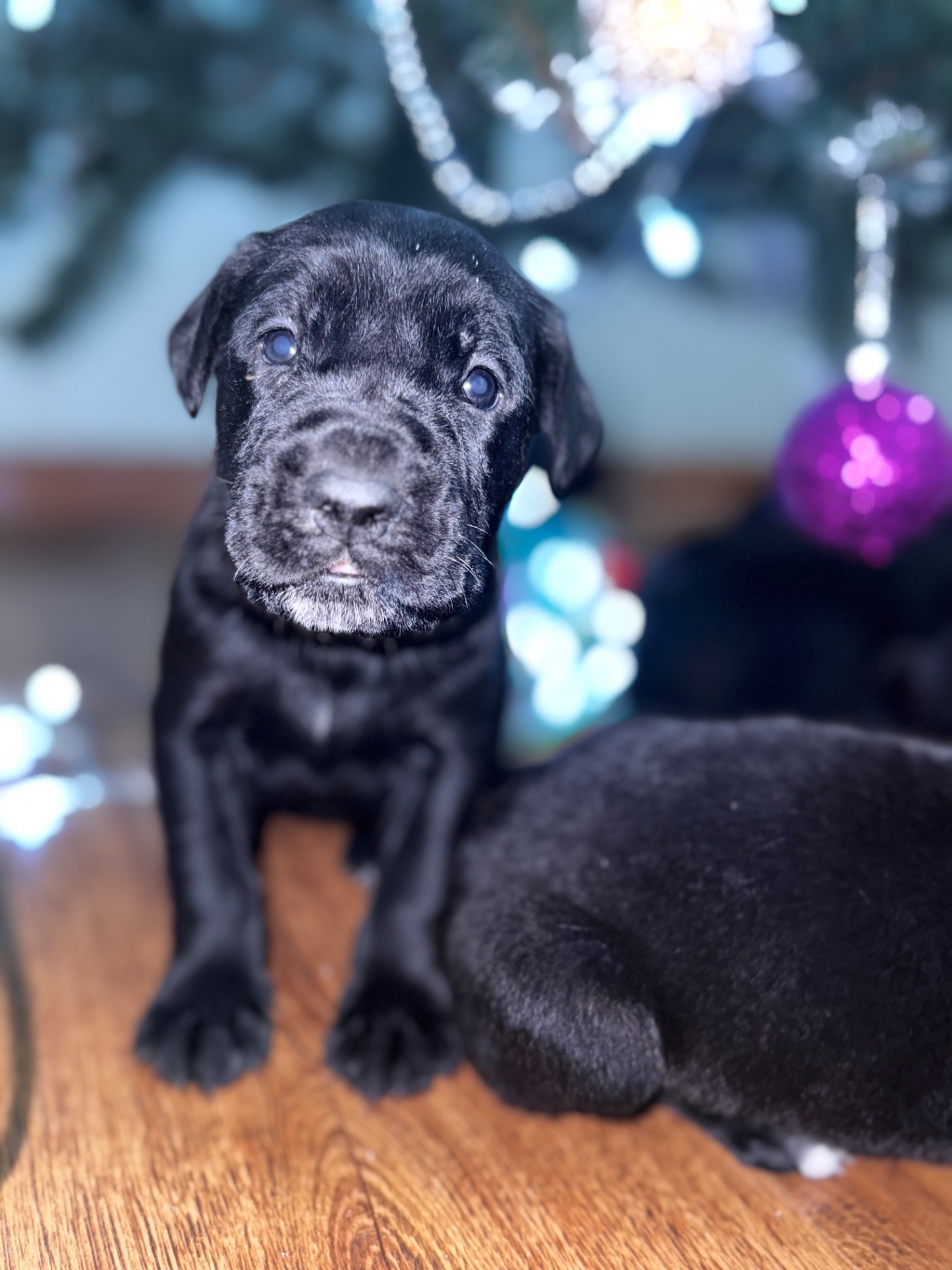 Цуценята кане-корсо