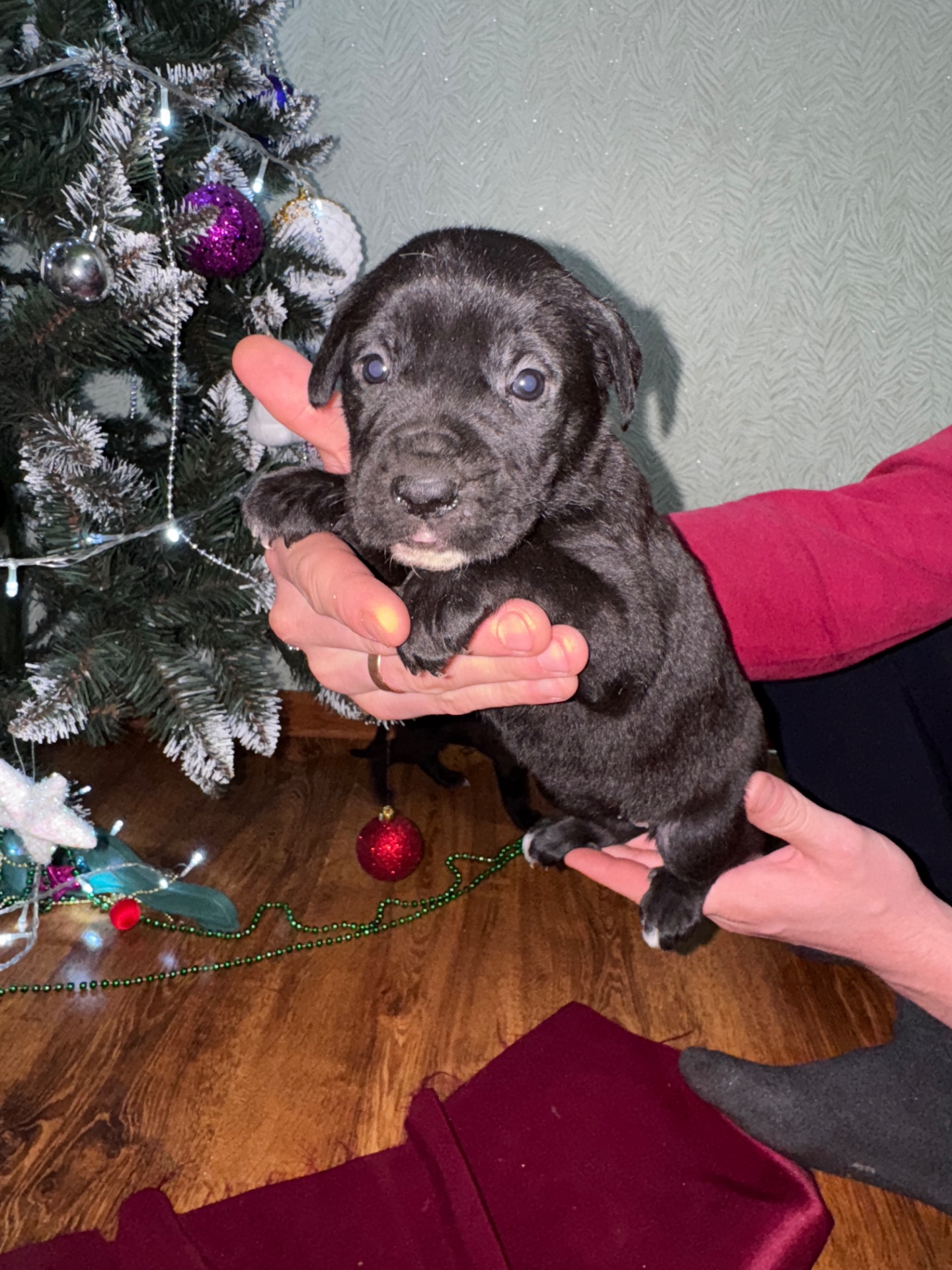 Цуценята кане-корсо