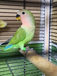 Папуги нерозлучники