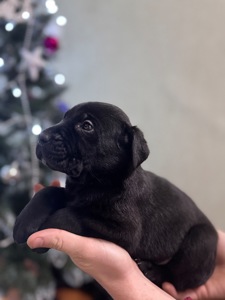 Цуценята кане-корсо