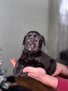 Цуценята кане-корсо