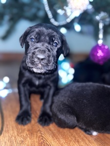 Цуценята кане-корсо