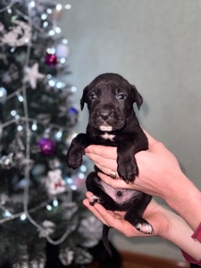 Цуценята кане-корсо