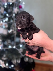 Цуценята кане-корсо