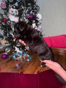 Цуценята кане-корсо