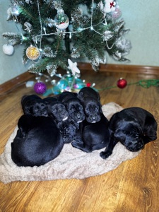 Цуценята кане-корсо