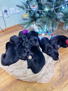 Цуценята кане-корсо