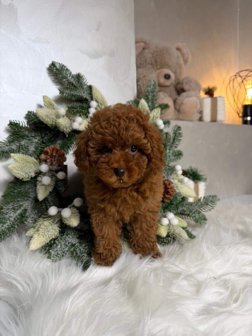 Міні той пудель