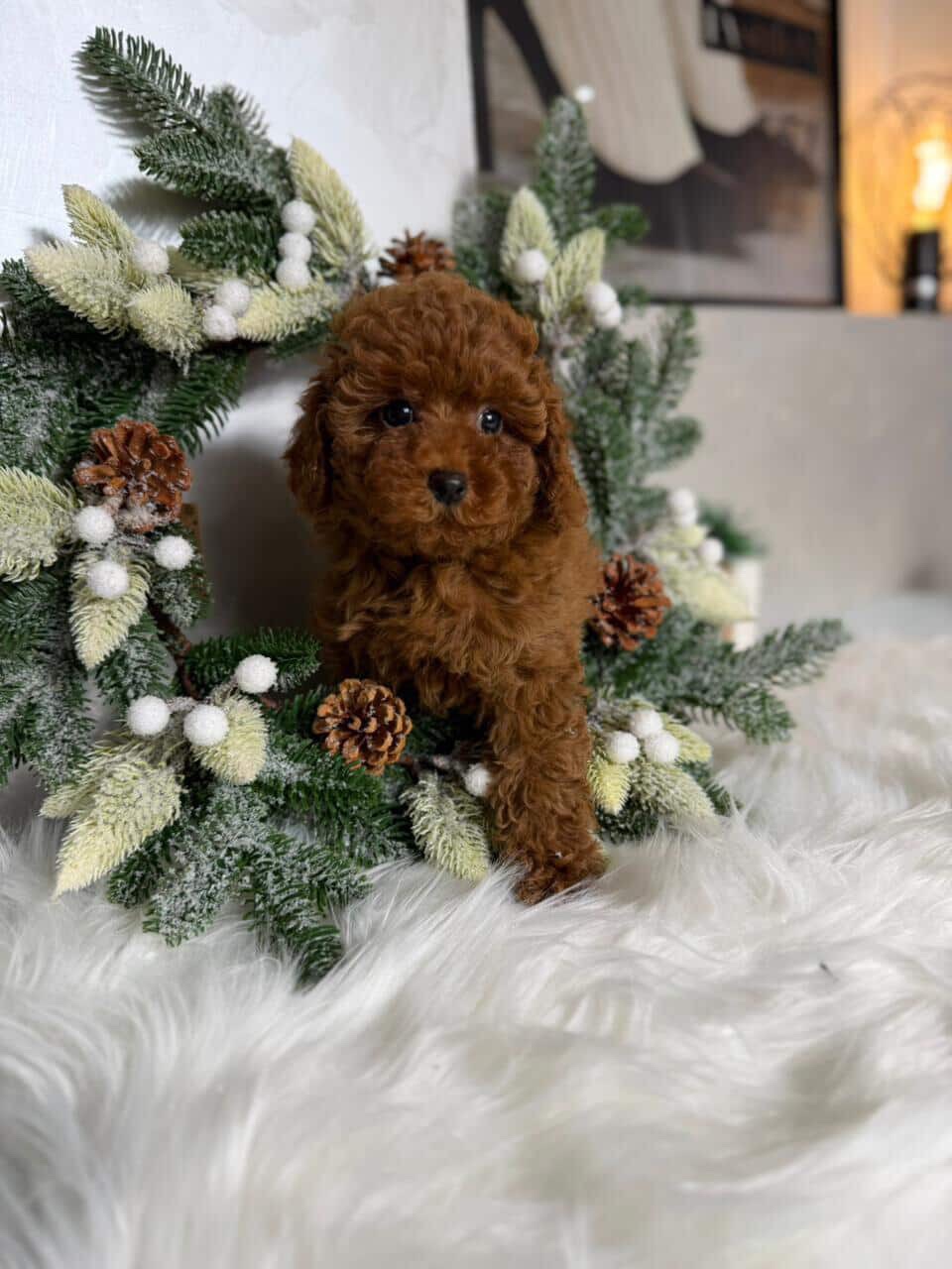 Міні той пудель