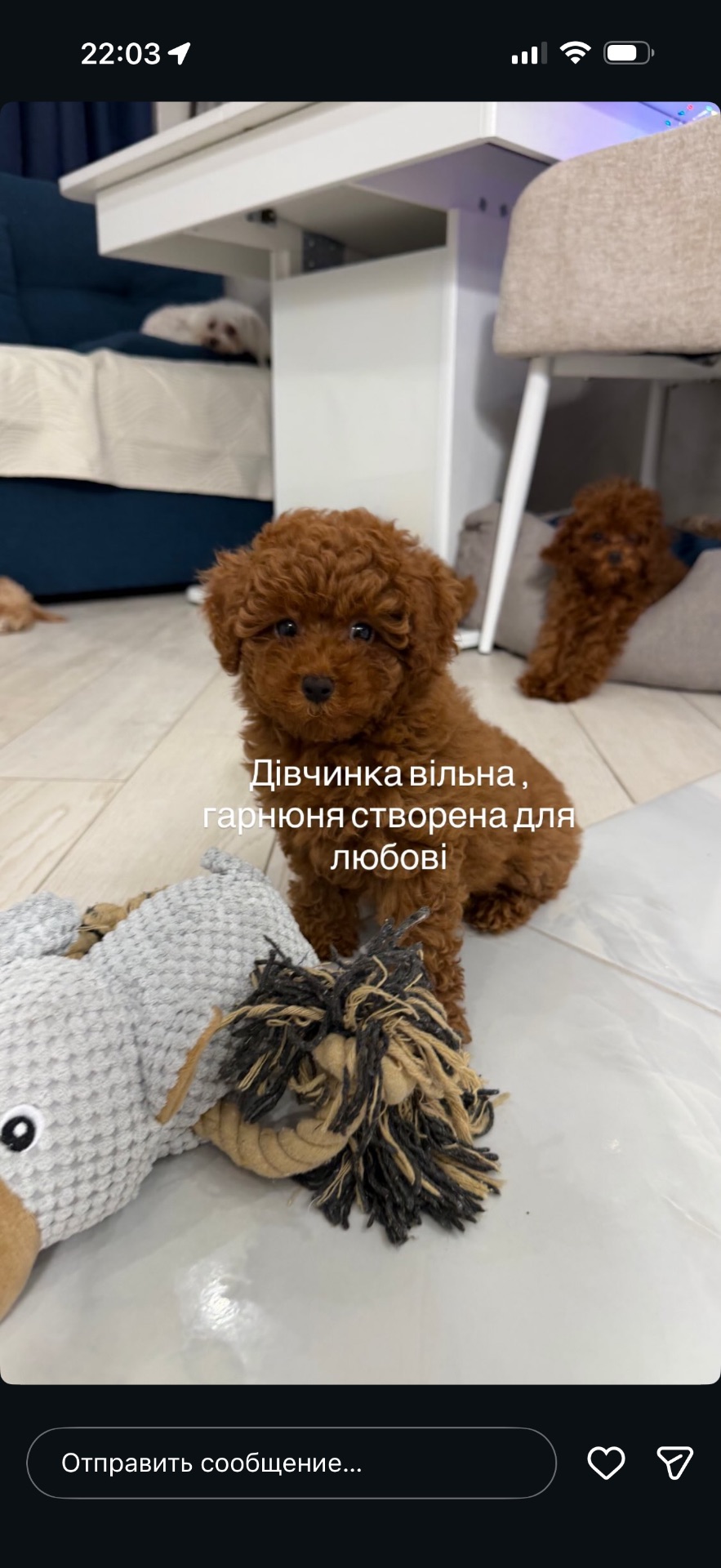 Міні той пудель