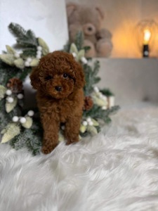 Міні той пудель