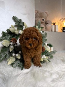 Міні той пудель