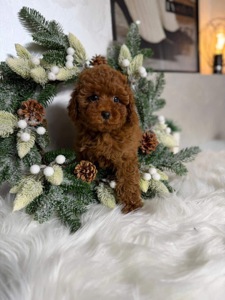 Міні той пудель