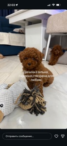 Міні той пудель