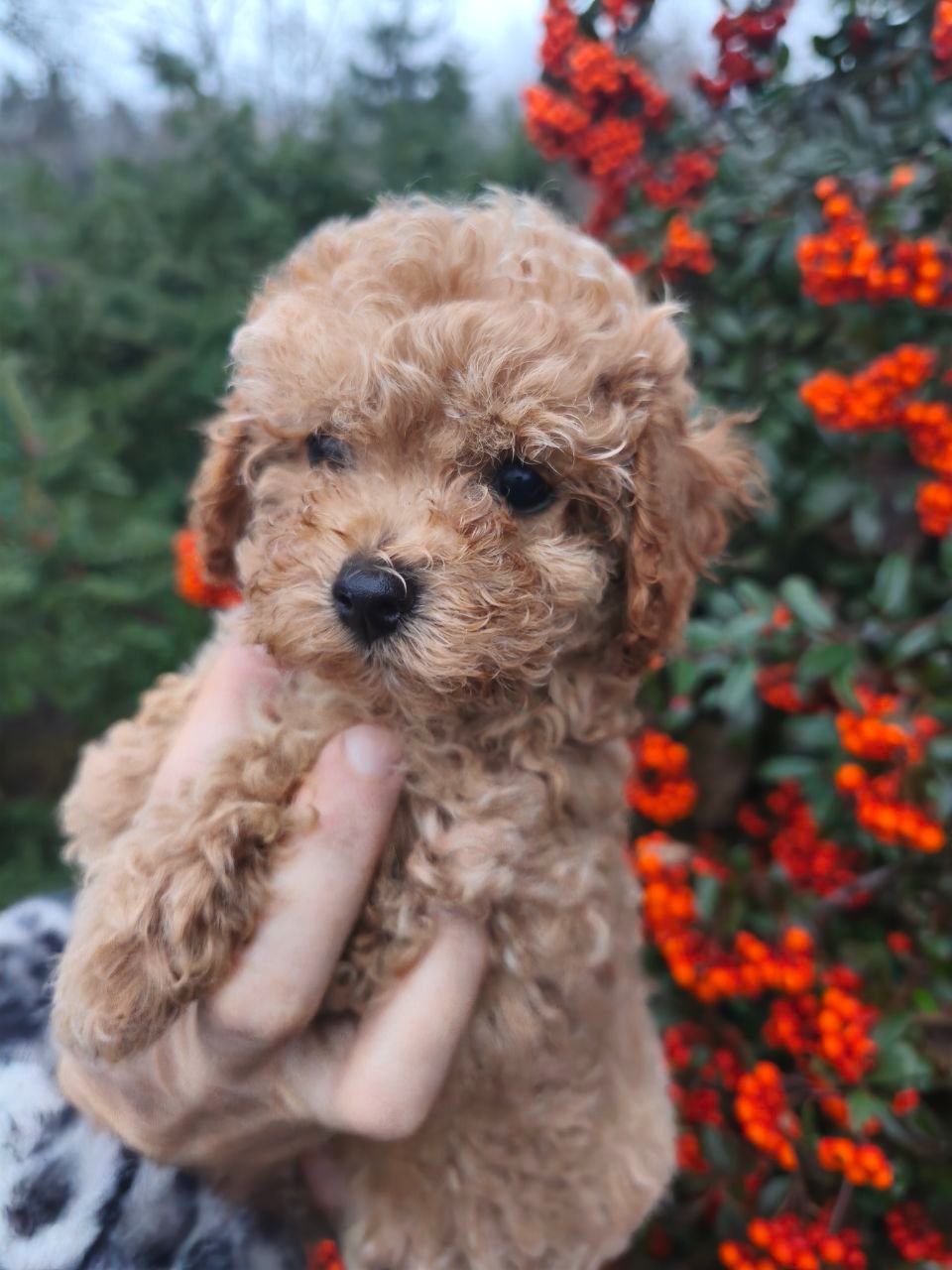 Мальтипу міні дівчинка