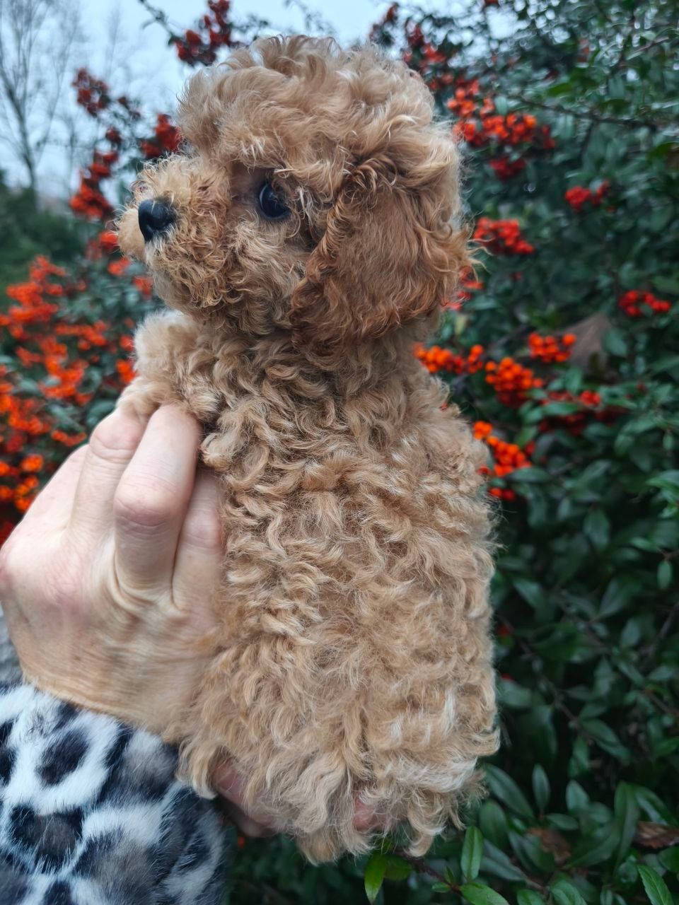 Мальтипу міні дівчинка