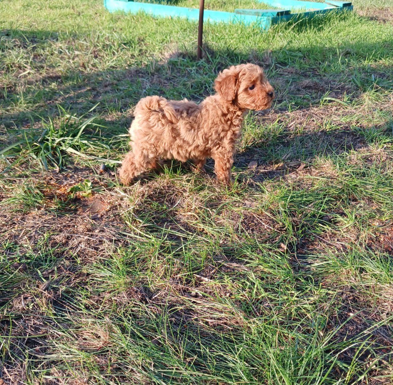 Дівчинка мінічка мальтіпу