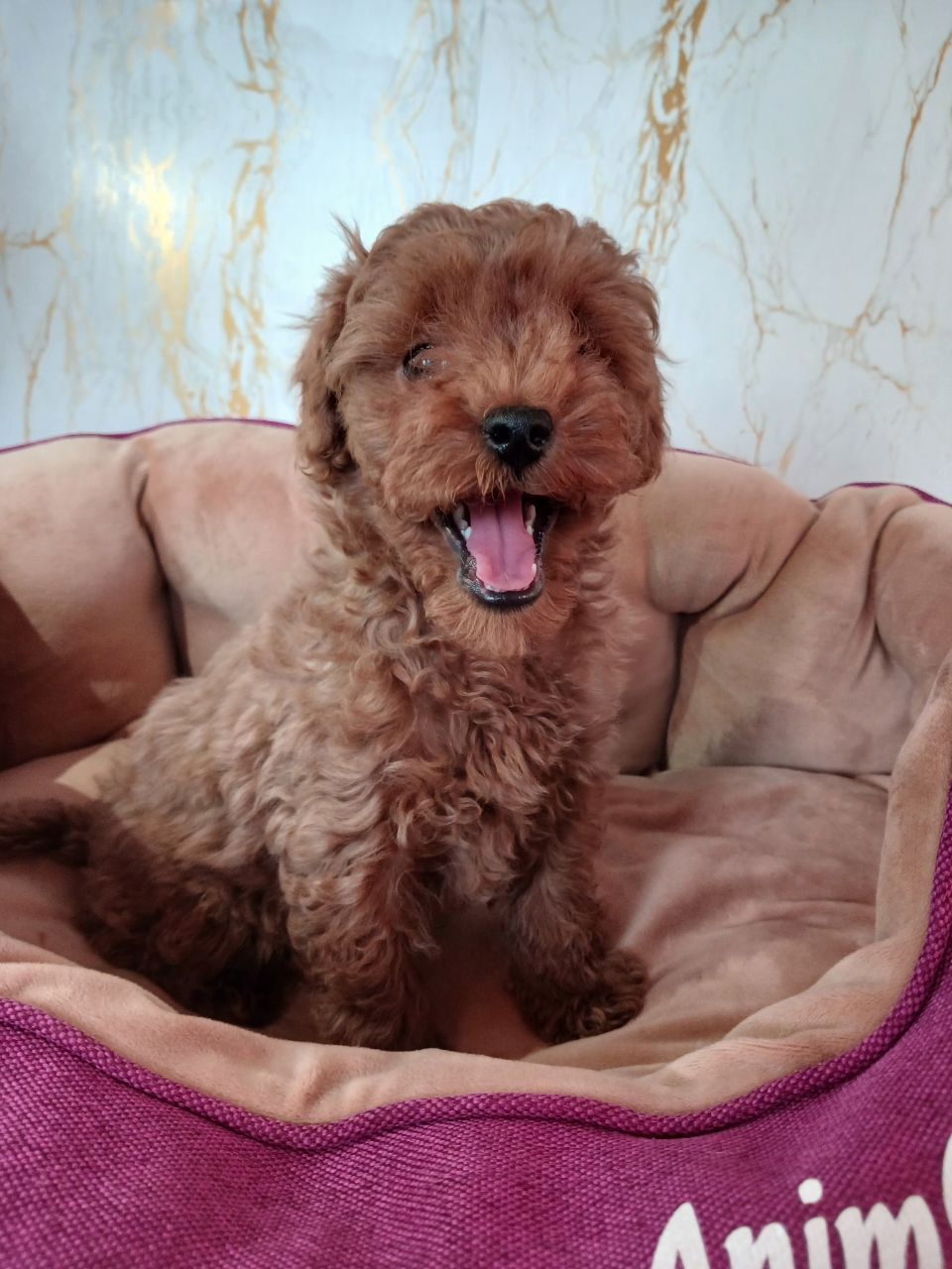 Дівчинка мінічка мальтіпу