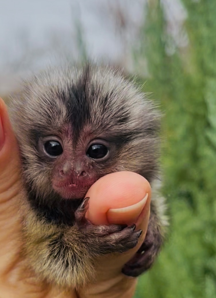 Малыши обезьяны белоухая игрунка обезьянки мармозетки