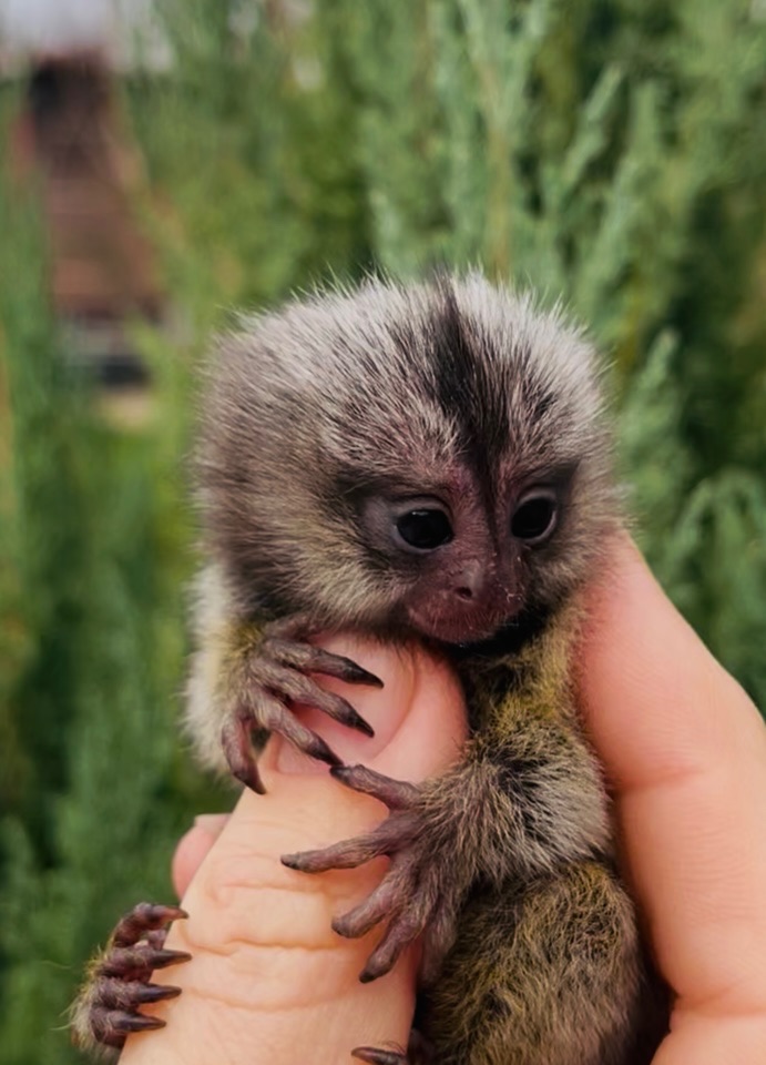 Малыши обезьяны белоухая игрунка обезьянки мармозетки