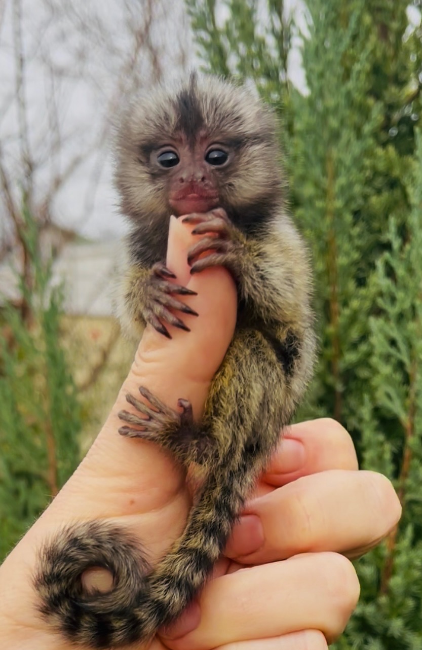 Малыши обезьяны белоухая игрунка обезьянки мармозетки