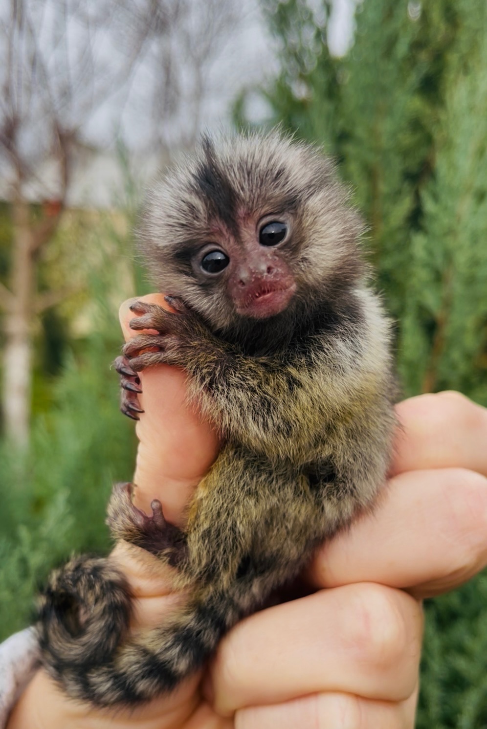 Малыши обезьяны белоухая игрунка обезьянки мармозетки