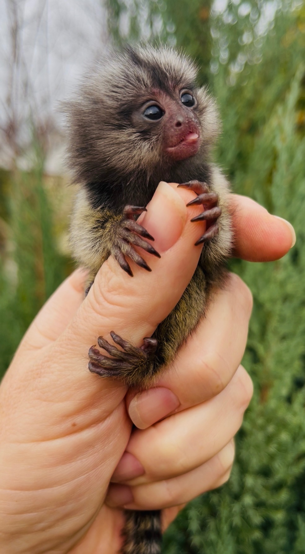 Малыши обезьяны белоухая игрунка обезьянки мармозетки