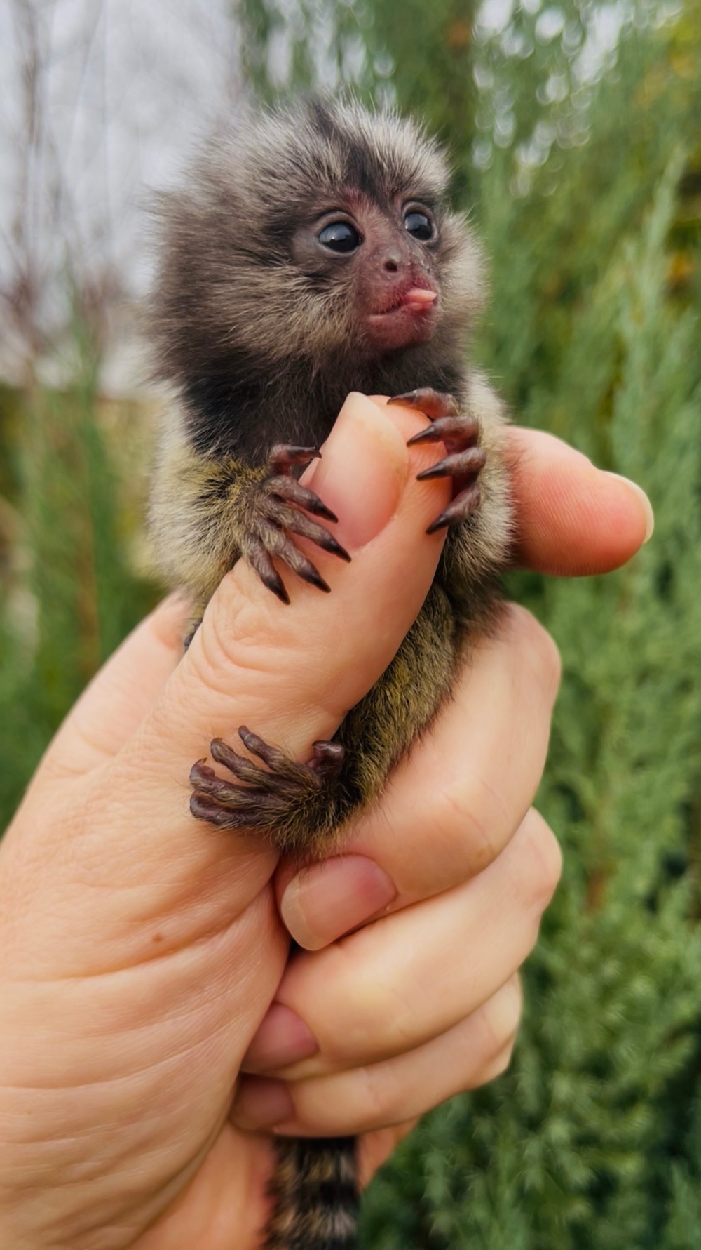 Малыши обезьяны белоухая игрунка обезьянки мармозетки