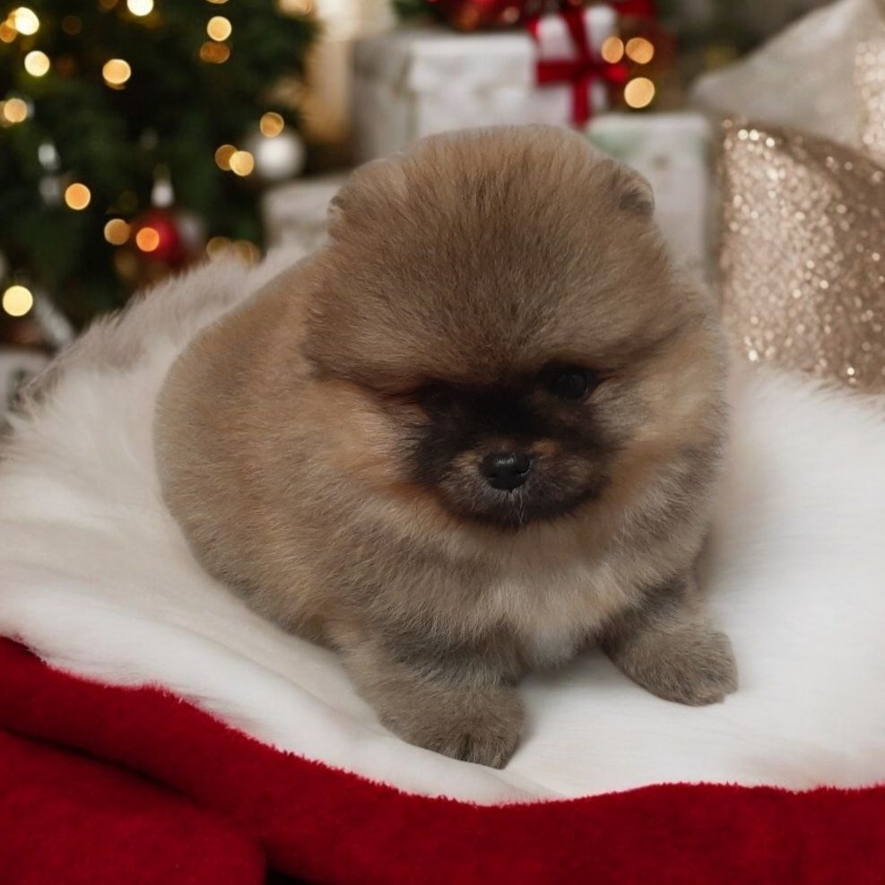 VIP мини мишка!