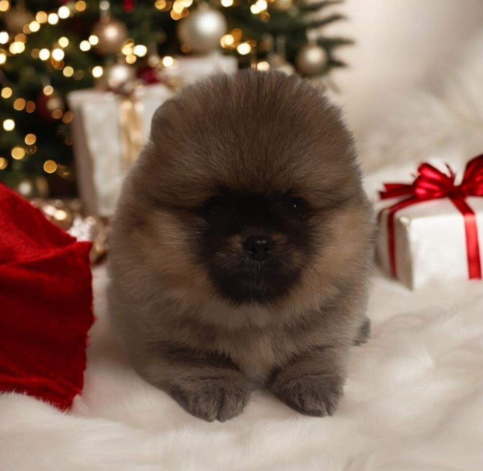 VIP мини мишка!