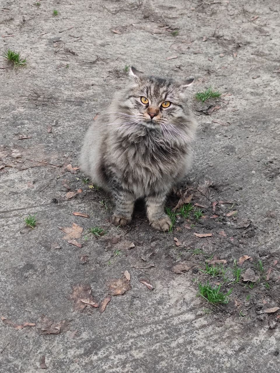 Кот ищет новую семью