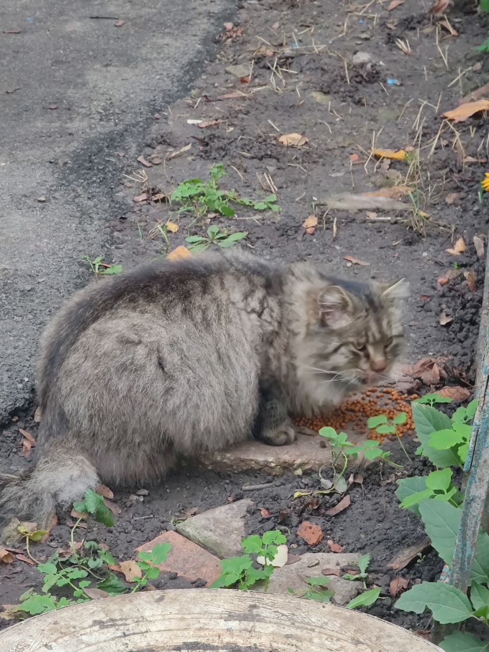 Кот ищет новую семью