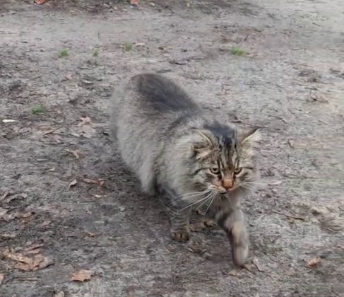 Кот ищет новую семью